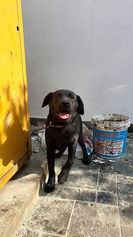 Labrador  age 4 month 1