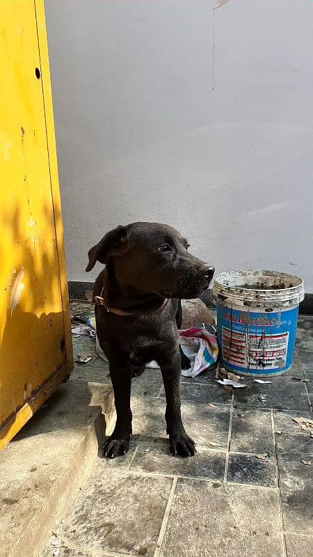 Labrador  age 4 month 2