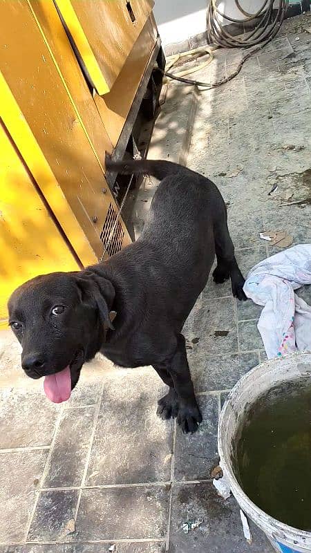 Labrador  age 4 month 3