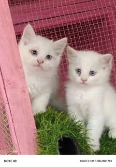 Persian/ white / male / female / kittens available for sale