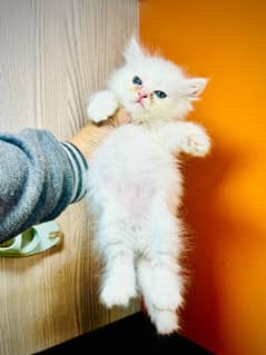 persian Kitten|Punch face Kittens|persian cat|cute|tripple|fluffy|doll