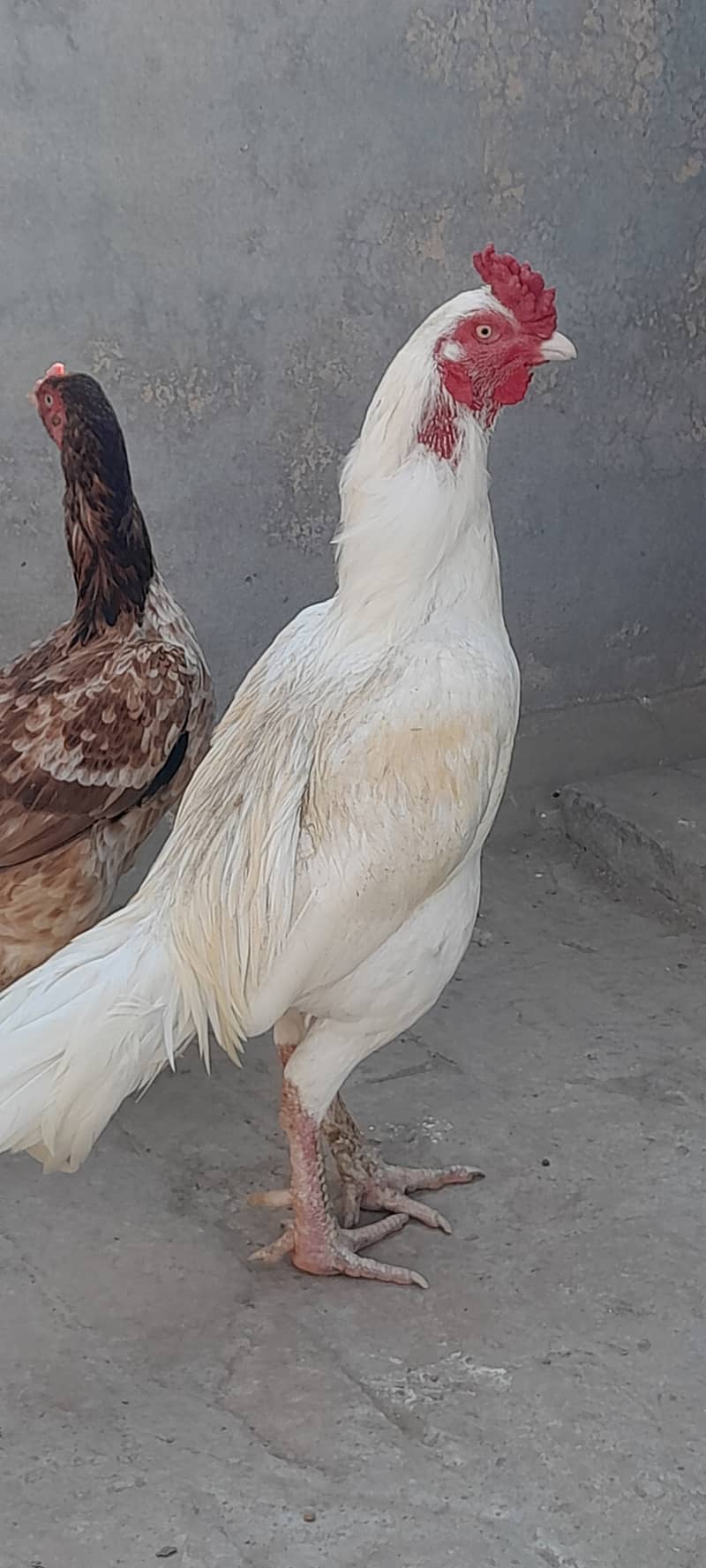 Hera Murgha, Mushiki Murghi, Mianwali Aseel Madi for sale 2