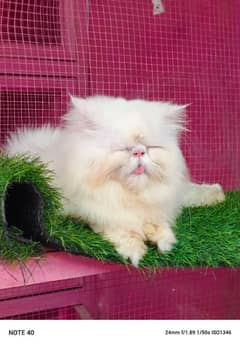 Top quality Cfa line male cat available for sale