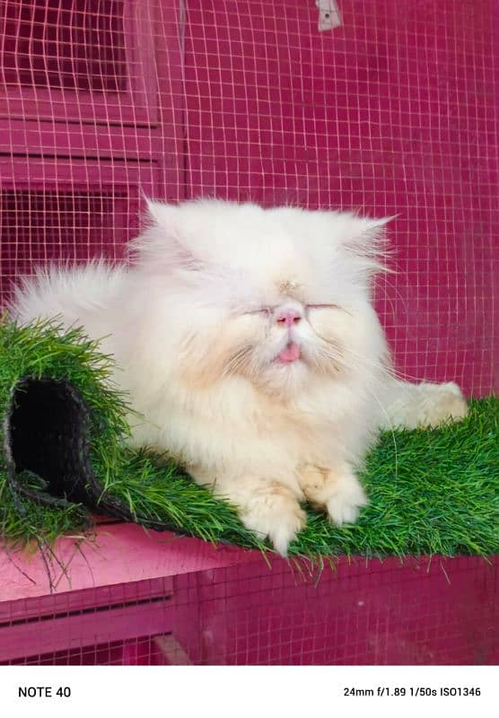 Top quality Cfa line male cat available for sale 1