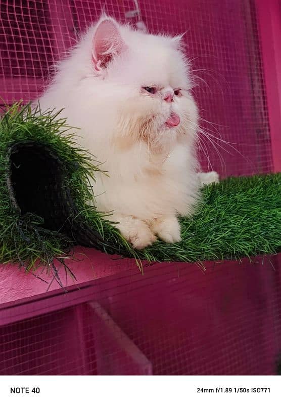 Top quality Cfa line male cat available for sale 6