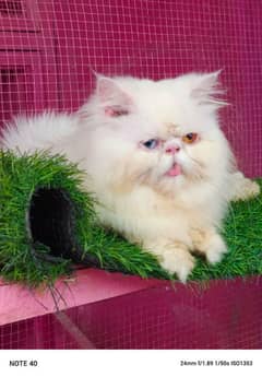 Top quality Cfa line male cat available for sale