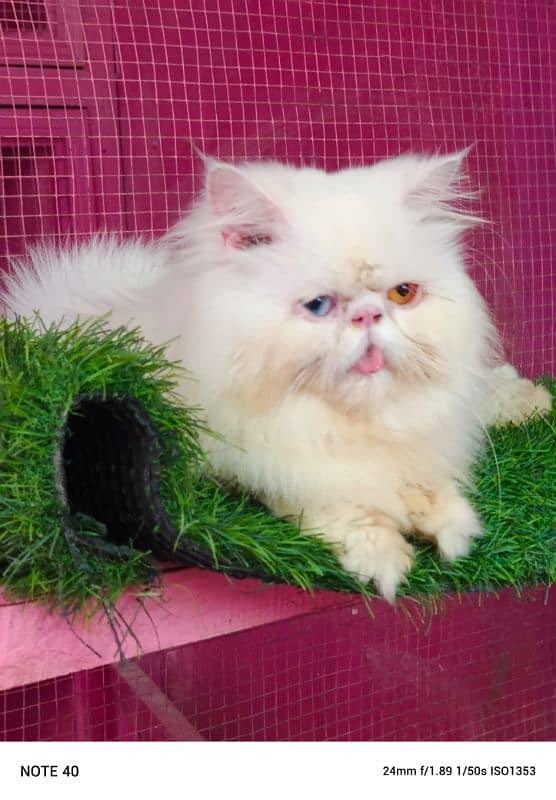 Top quality Cfa line male cat available for sale 0