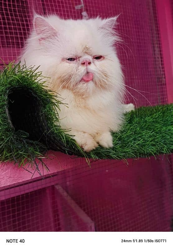 Top quality Cfa line male cat available for sale 9