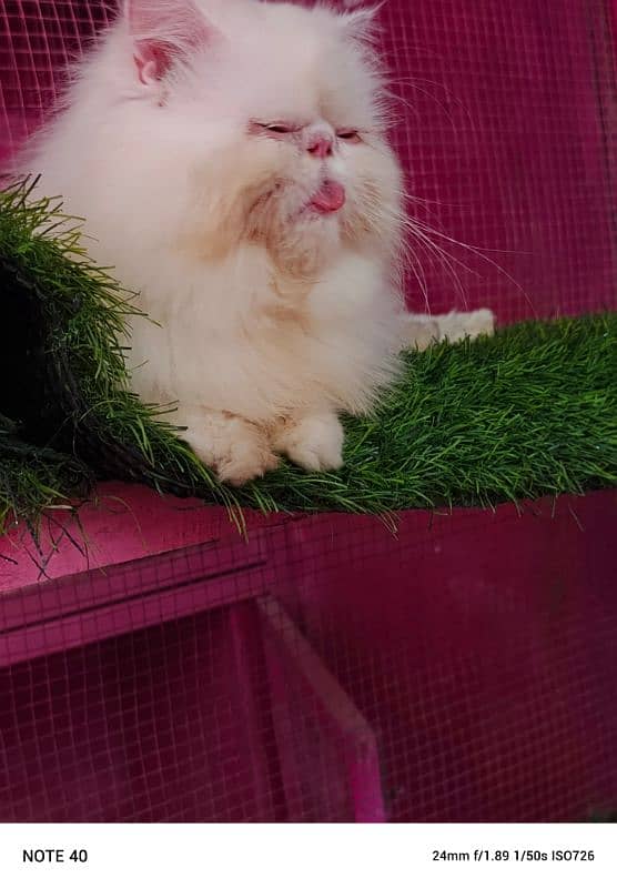 Top quality Cfa line male cat available for sale 10