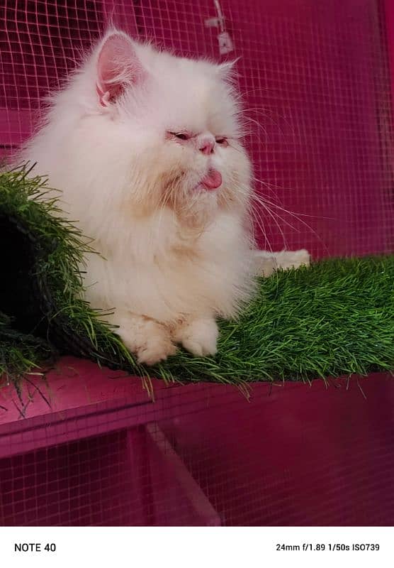 Top quality Cfa line male cat available for sale 12