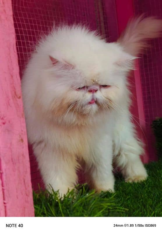 Top quality Cfa line male cat available for sale 13