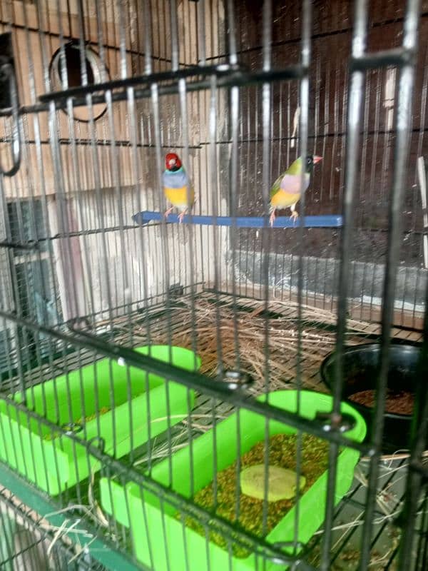 lady goldien finch breeder pairs for sale. 1