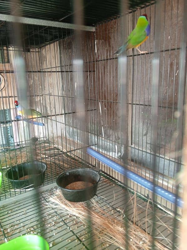 lady goldien finch breeder pairs for sale. 5