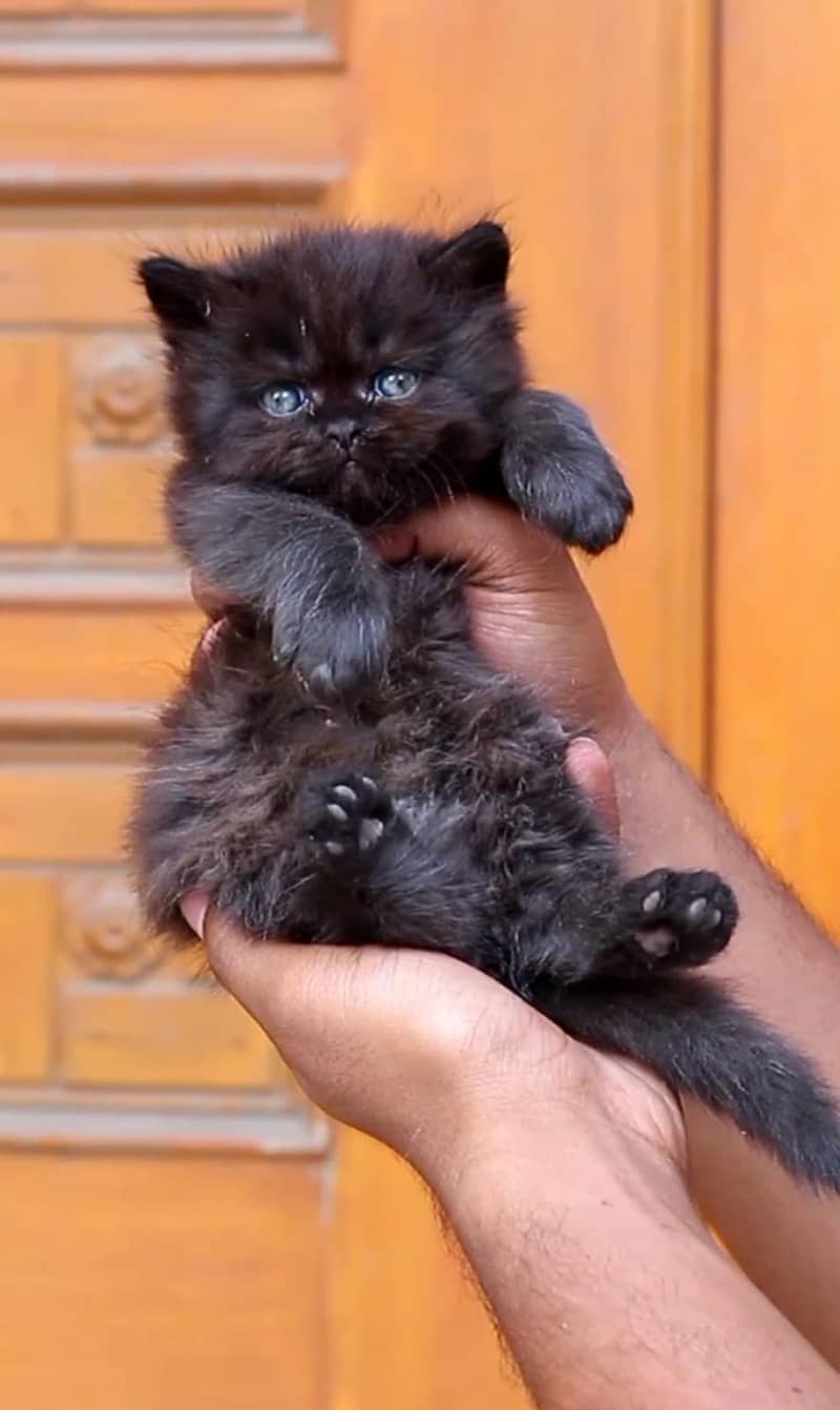 Persian / Kitten / Triple coat / Cute Cat / Fluffy Cat / small kitten 2