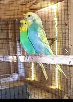 Rainbow Budgies Require