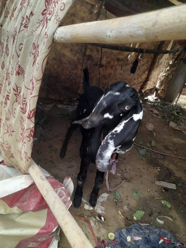 bakri or sath ma female path age 4 months 2