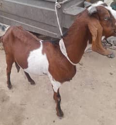 bakri or sath ma female path age 4 months