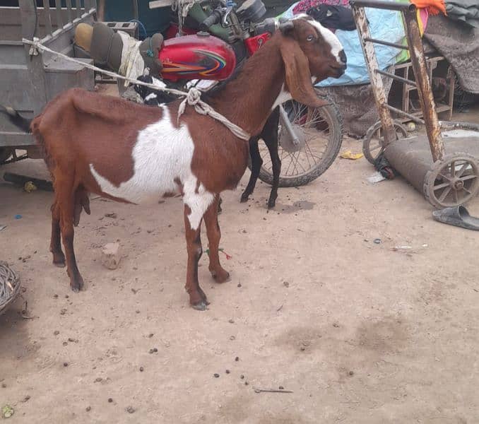 bakri or sath ma female path age 4 months 3