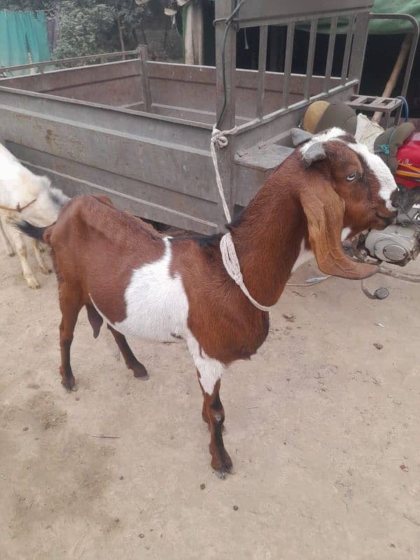 bakri or sath ma female path age 4 months 4