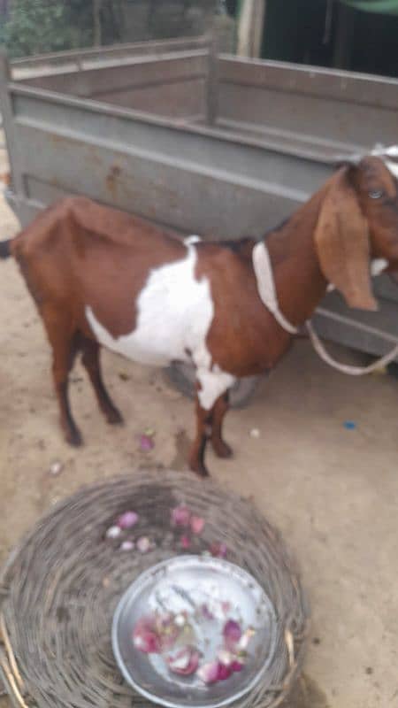 bakri or sath ma female path age 4 months 5