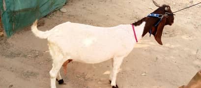 bakri