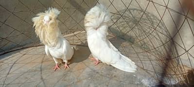 Jacobin King  pigeon pair for sale