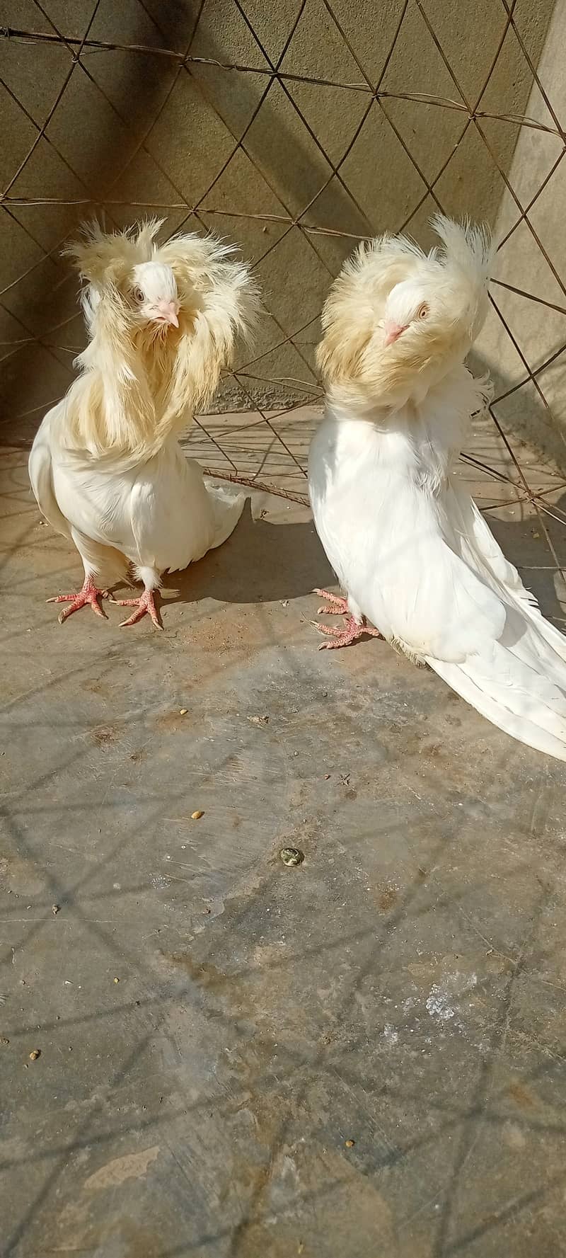 Jacobin King  pigeon pair for sale 2