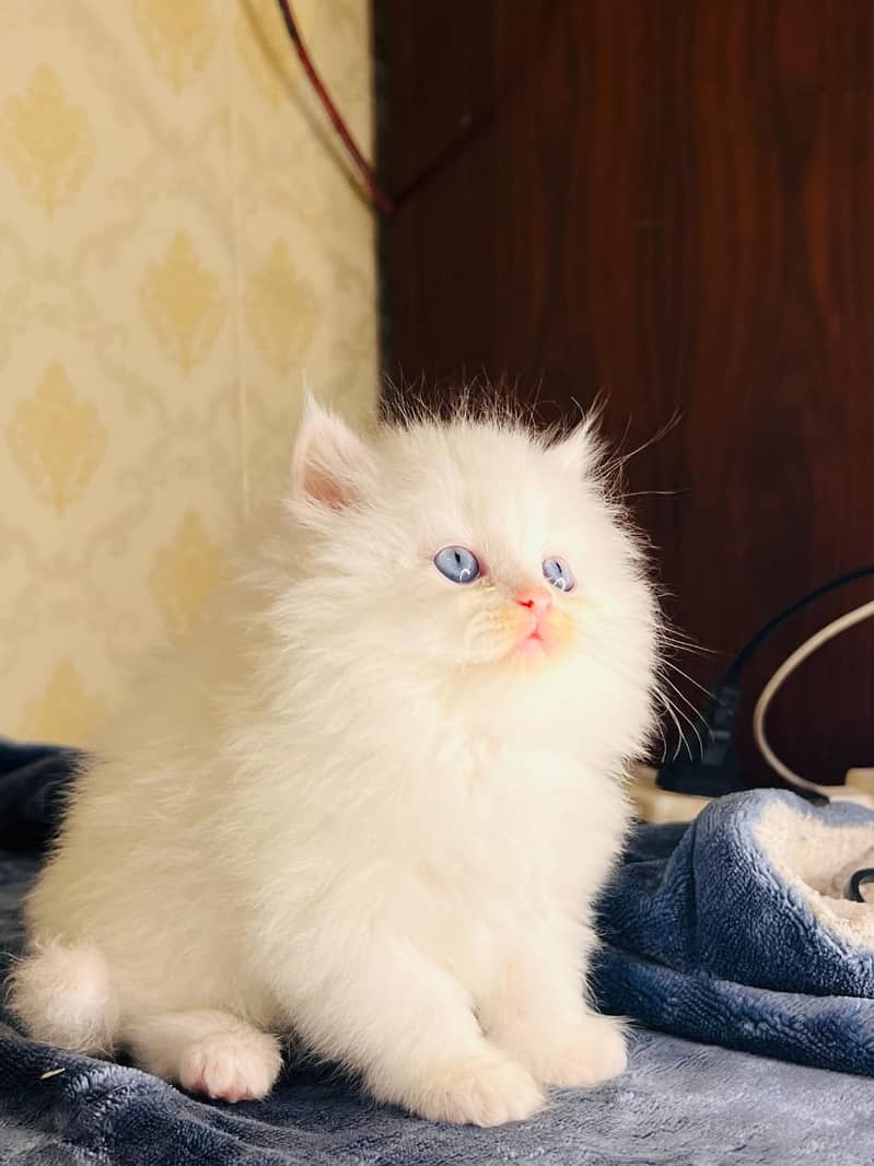 high quality kitten|Punch face Kittens|persian cat|cute|tripple|fluff 0