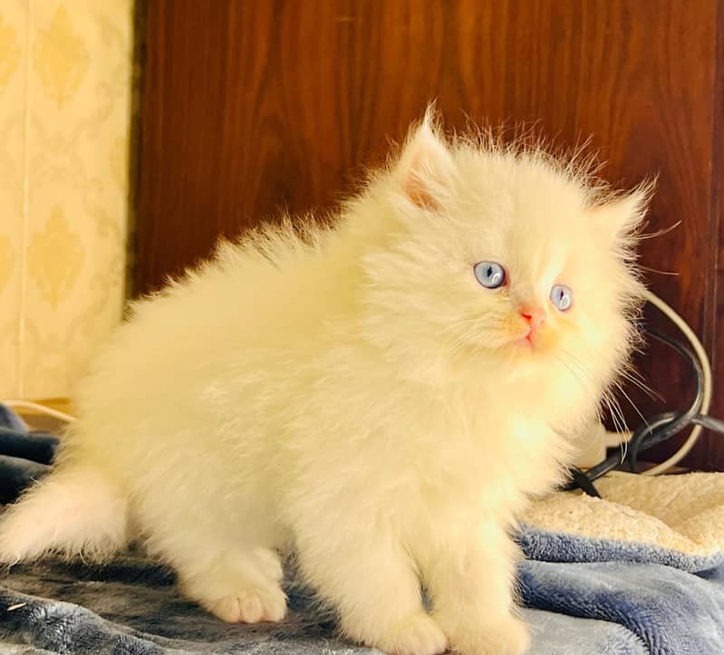 high quality kitten|Punch face Kittens|persian cat|cute|tripple|fluff 1