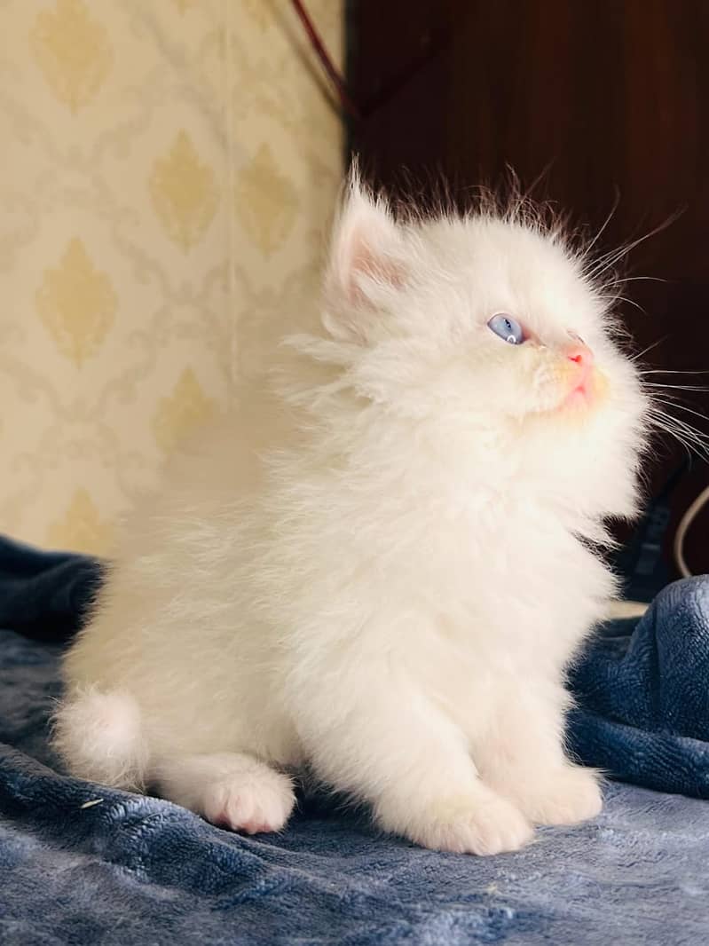 high quality kitten|Punch face Kittens|persian cat|cute|tripple|fluff 5