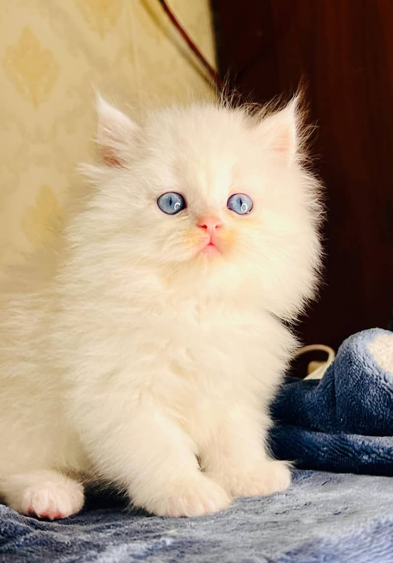 high quality kitten|Punch face Kittens|persian cat|cute|tripple|fluff 9