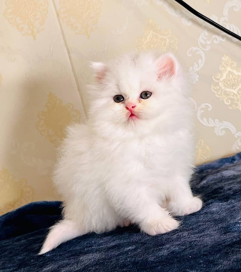 high quality kitten|Punch face Kittens|persian cat|cute|tripple|fluff 13