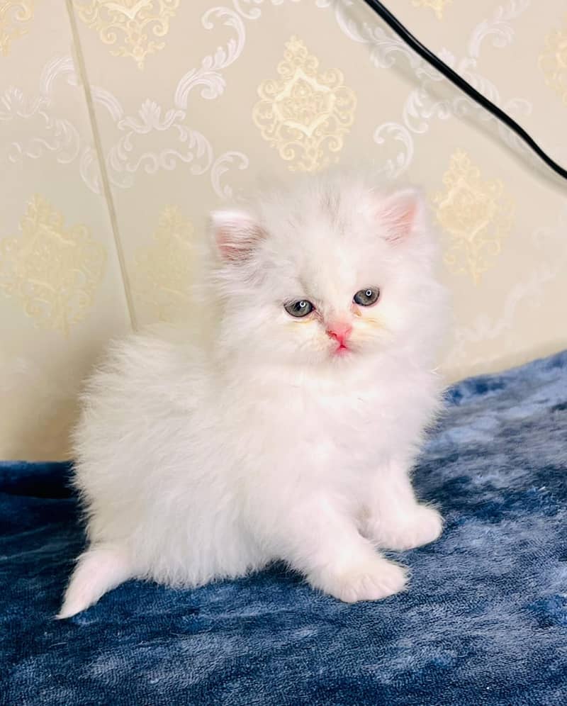 high quality kitten|Punch face Kittens|persian cat|cute|tripple|fluffy 13