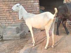 pregnant rajanpuri bakri for sale 03052593845