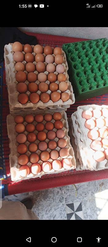 lahmann Brown hens eggs laying 7 month age weight 1800/2100 gram's 0