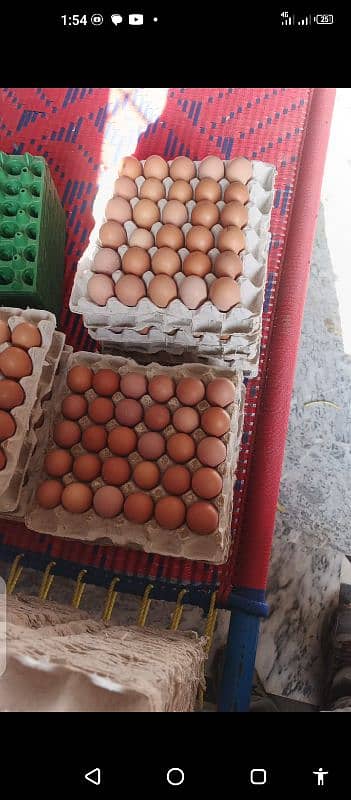 lahmann Brown hens eggs laying 7 month age weight 1800/2100 gram's 1