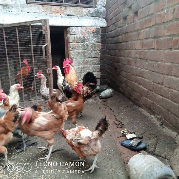 golden misri chicks/ desi chiks/ desi murgian/ hen / desi eggs 3