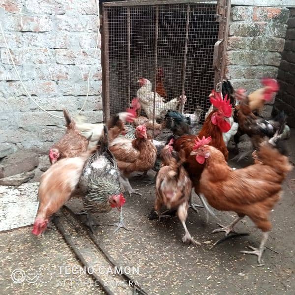 golden misri chicks/ desi chiks/ desi murgian/ hen / desi eggs 4