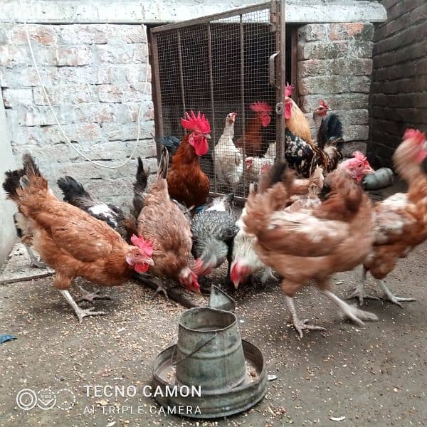 golden misri chicks/ desi chiks/ desi murgian/ hen / desi eggs 7