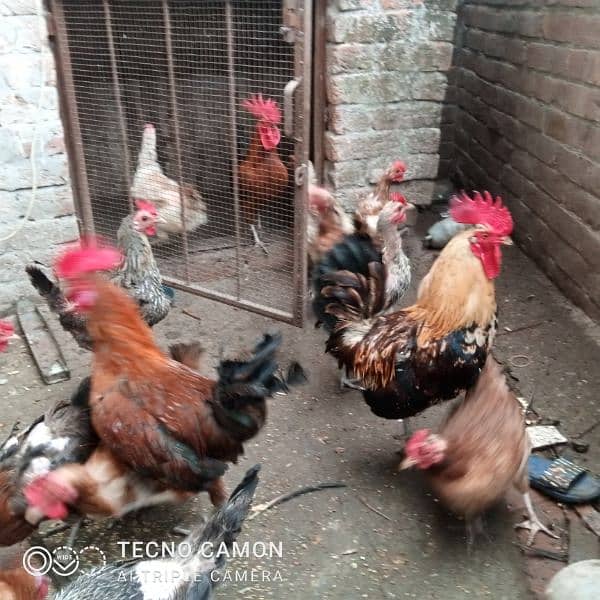 golden misri chicks/ desi chiks/ desi murgian/ hen / desi eggs 9