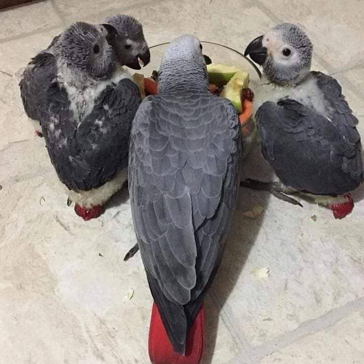 African grey parrot chicks 1