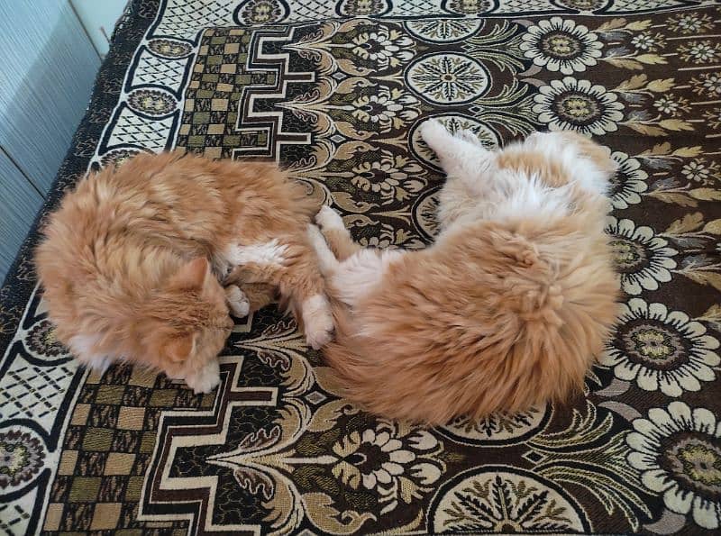 Breeder pair Persian cats 4