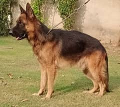 Male German Shepherd available for stud, long coat