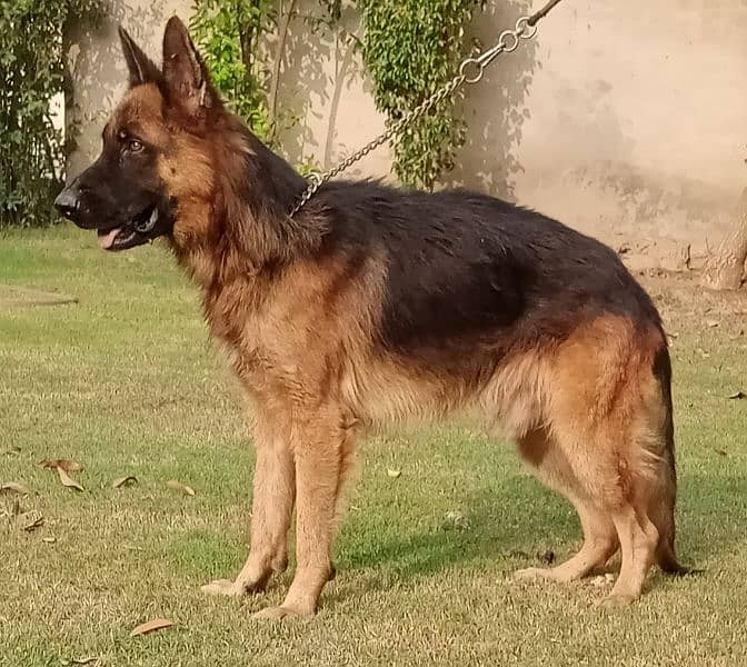 Male German Shepherd available for stud, long coat 0