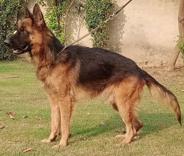 Male German Shepherd available for stud, long coat 1