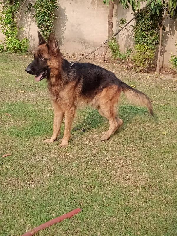 Male German Shepherd available for stud, long coat 2