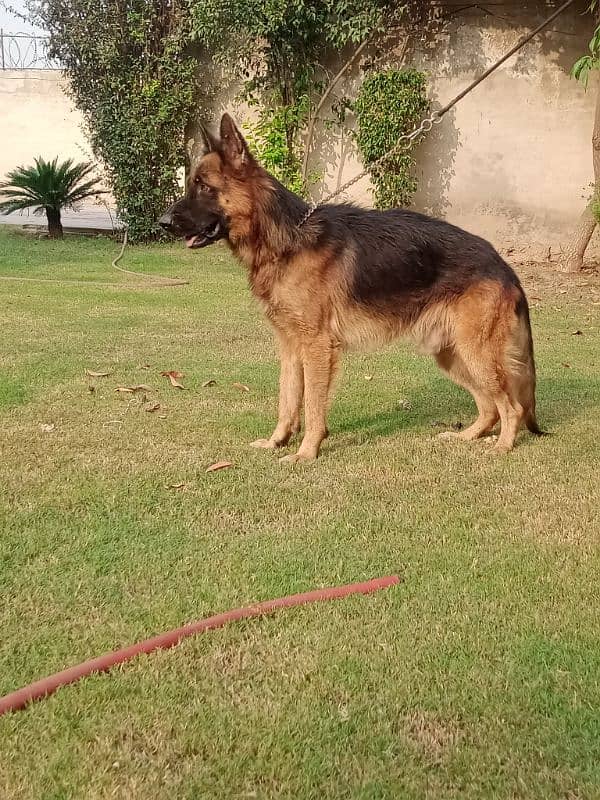 Male German Shepherd available for stud, long coat 3