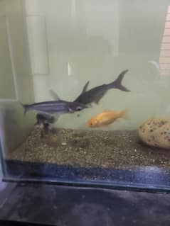 6" shark and big size gold fish