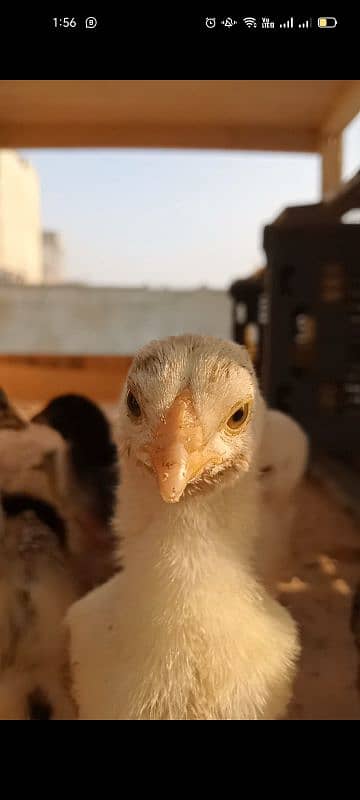 chick 4