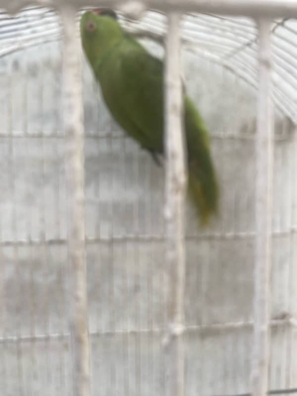 green parrot 0